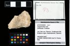 Foto (Objekt + Etikett) von Cengodromites ovale  (NHMW-GEO-2014-0194-0003)